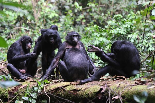 This image provided by Martin Surbeck shows bonobos resting and socializing on a fallen tree in the Congo in 2020. (Martin Surbeck/Kokolopori Bonobo Research Project via AP)