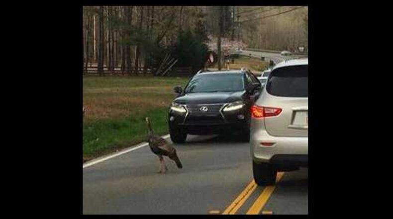 Milton city officials said on Facebook that they need help finding an injured turkey named Batesville Betty, after the road they often cross.