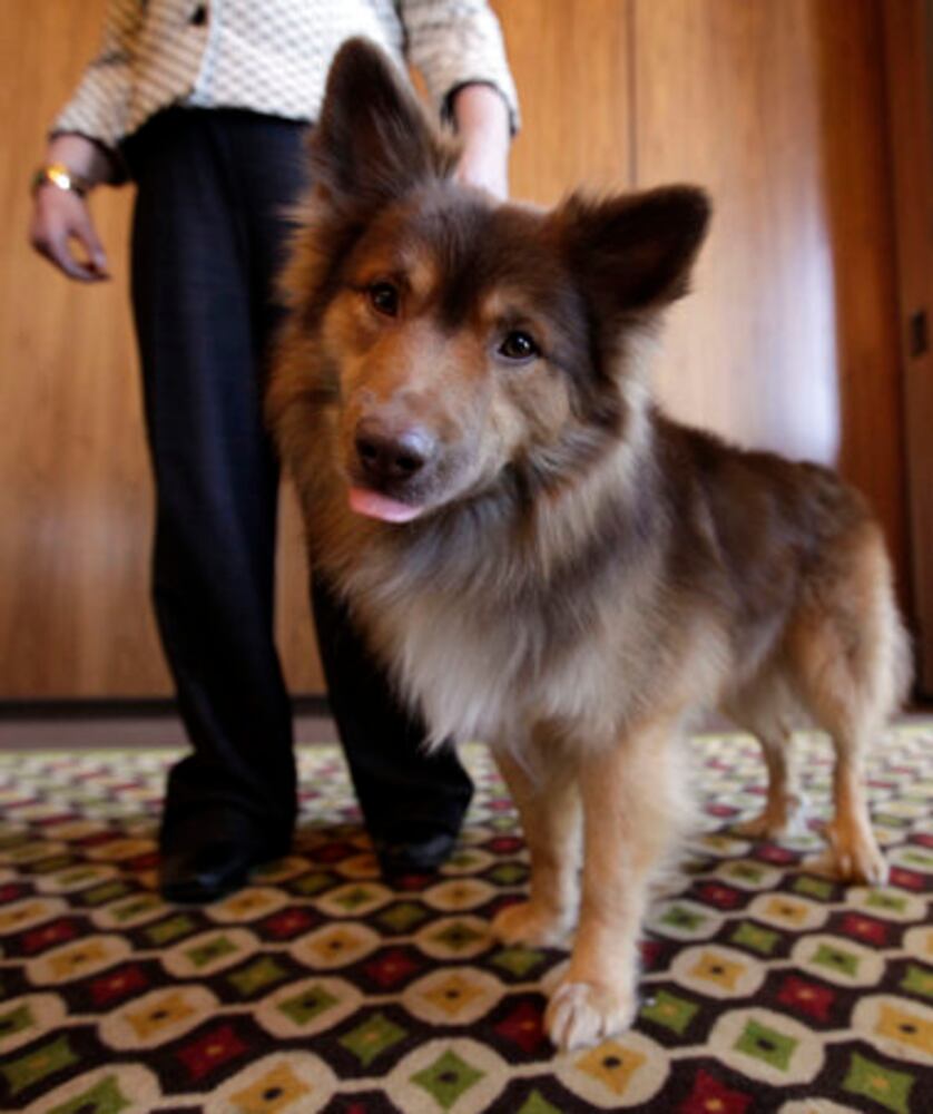 New breeds at Westminster Dog Show