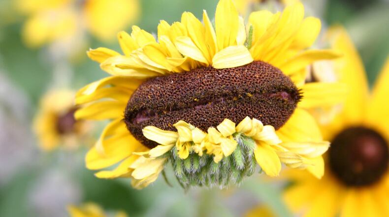 The fasciation on this black-eyed Susan bloom is a fascinating but ultimately common phenomenon. (Courtesy of Sarah Esther)