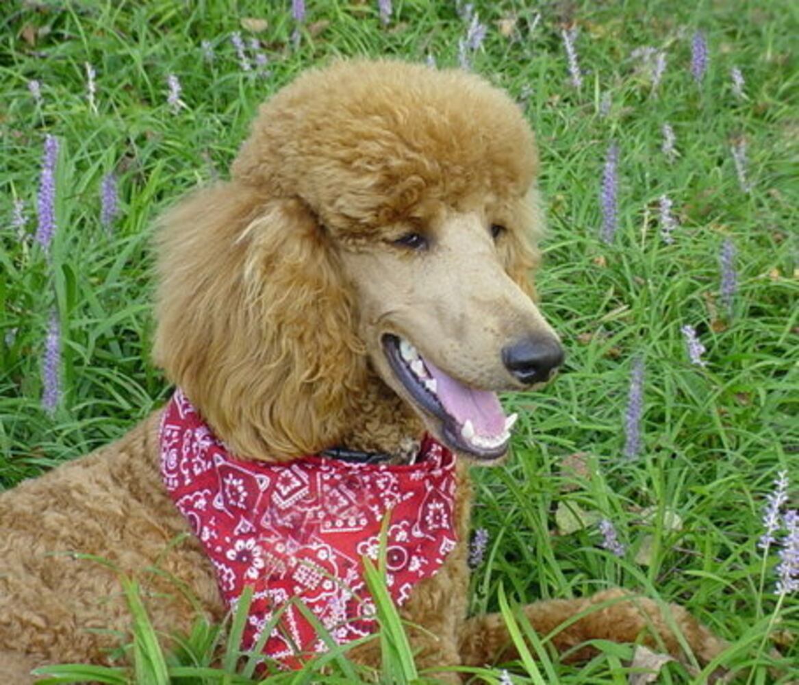 Pampered poodles on parade