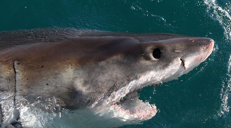 A great white shark (Getty Images)