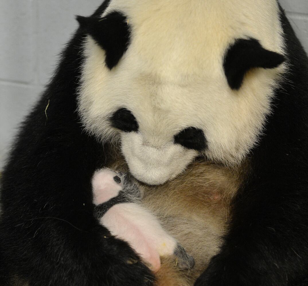 Panda cubs and zoo babies