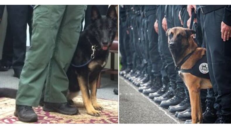 Marietta K-9 Officer Ava, left, and the late French K-9 Officer Diesel. Photos: Jennifer Brett/Police Nationale