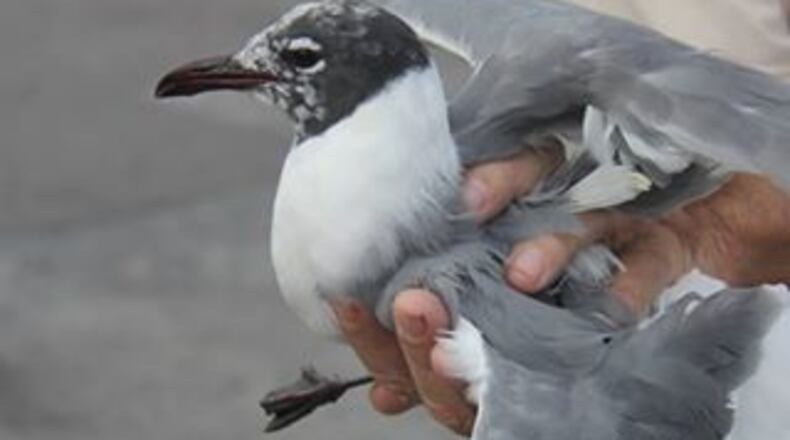 A Florida man faces a charge of animal cruelty after police said he used a PVC pipe to hit a seagull in Clearwater. (Photo: Clearwater Police/Facebook)
