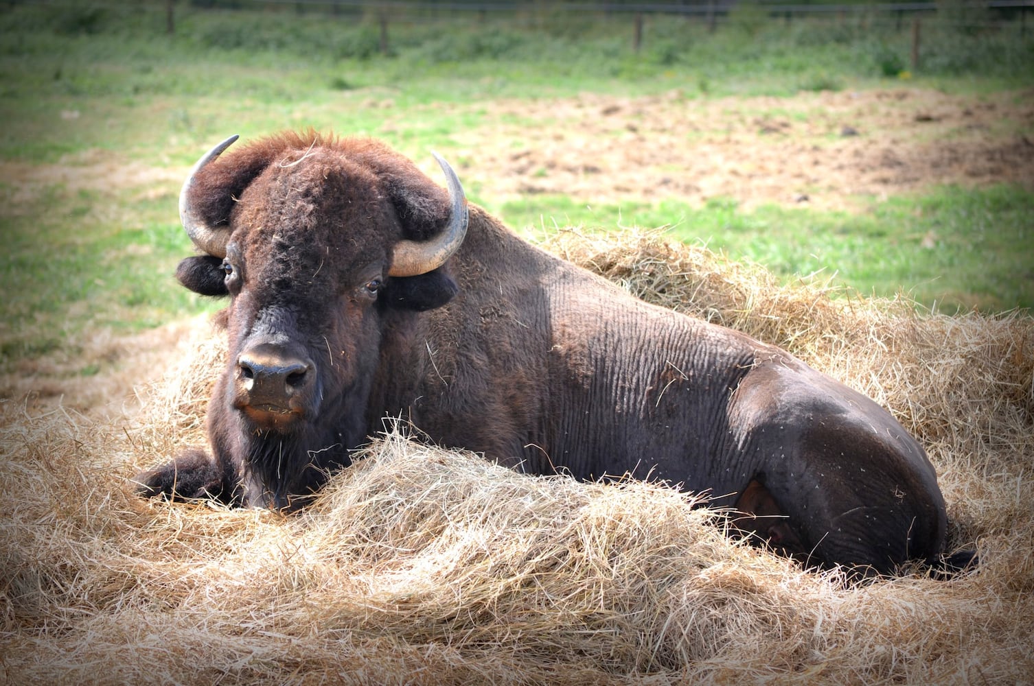 Noah's Ark Sanctuary