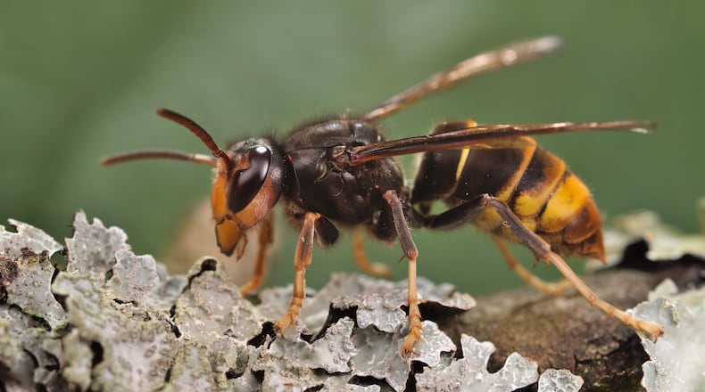 The yellow-legged hornet is shown in this file photo.
