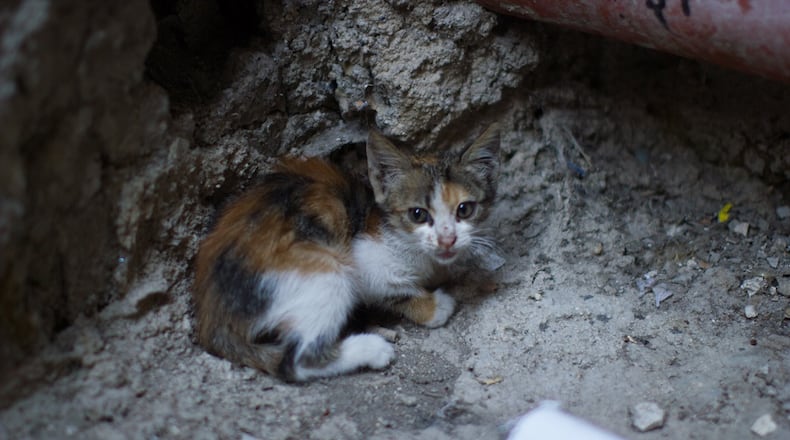 Gwinnett County health officials warn residents to stay away from rabid cats.