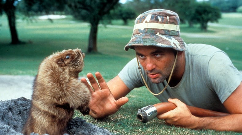Bill Murray is eye to eye with a groundhog in a scene from the 1980 film "Caddyshack."