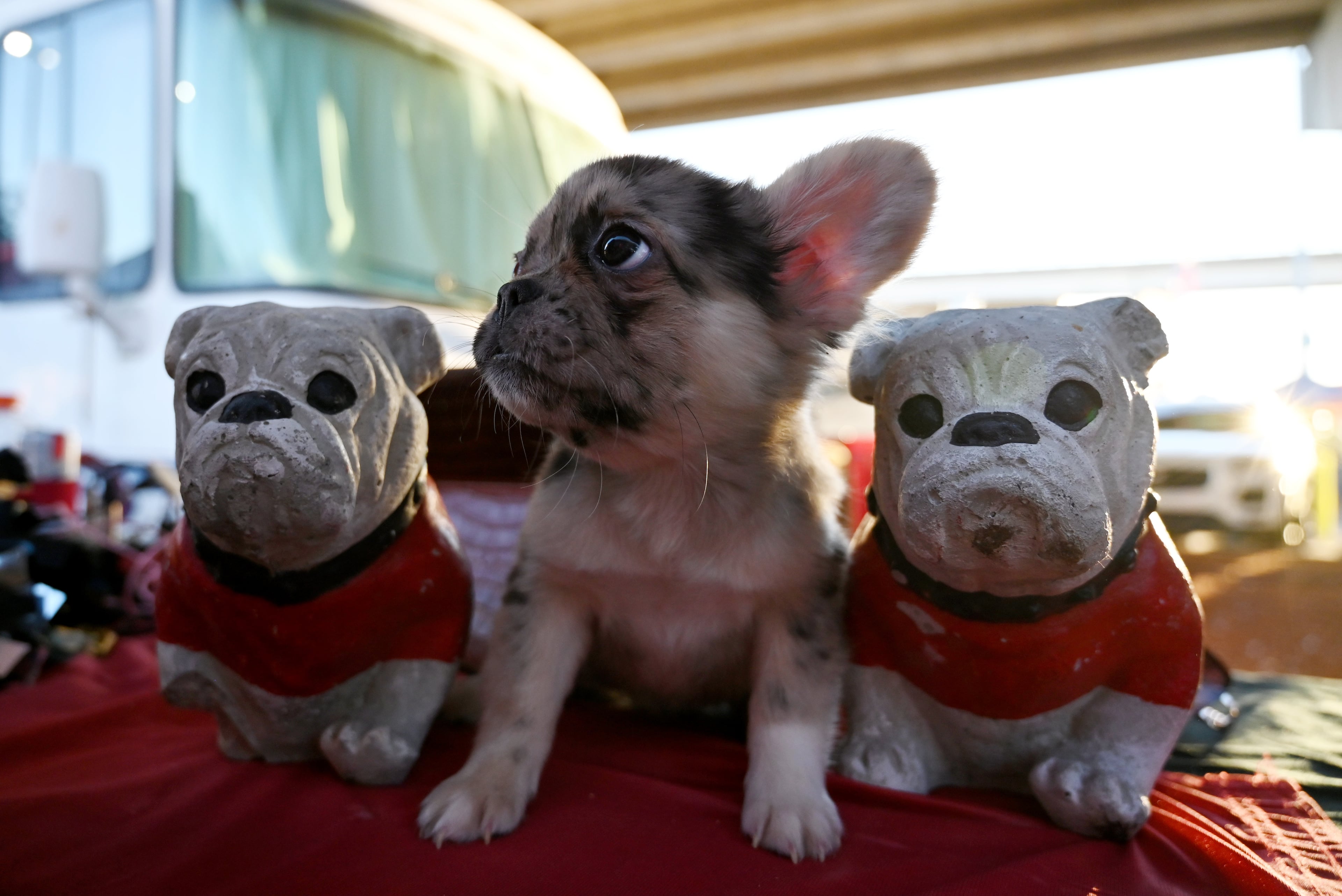 A Fluffy Frenchie puppy sits between Uga dolls during tailgating ahead of the NCAA football game Saturday between Georgia and Florida in RV City outside EverBank Stadium, Friday, October 31, 2025, Jacksonville, Fla. (Hyosub Shin / AJC)