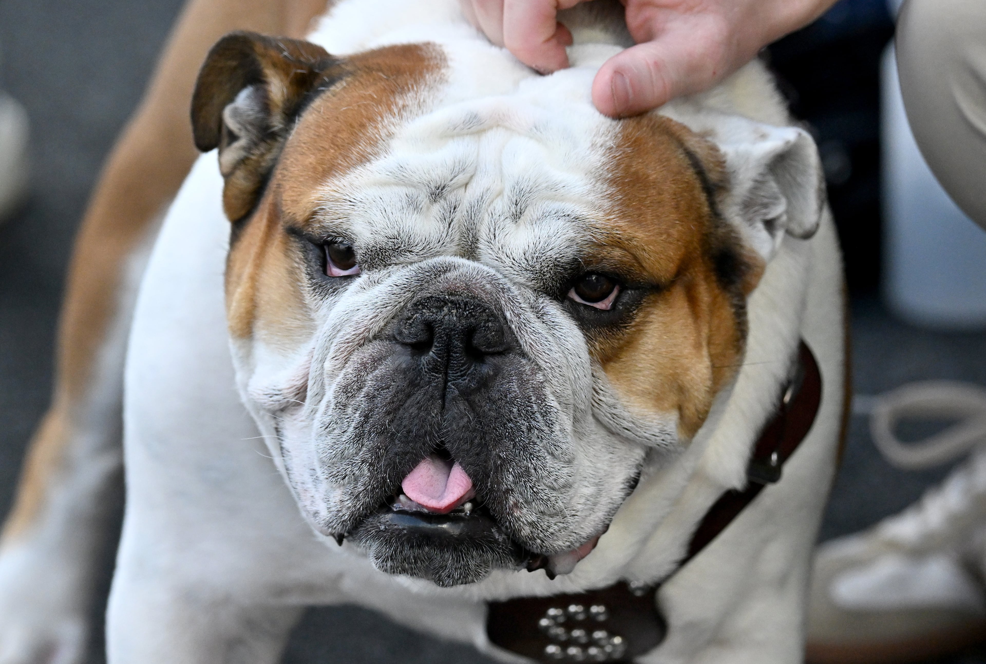 Mississippi State mascot “Bully” is seen prior to an NCAA football game against Mississippi State at Davis Wade Stadium, Saturday, November 8, 2025, in Starkville, Mississippi. (Hyosub Shin / AJC)