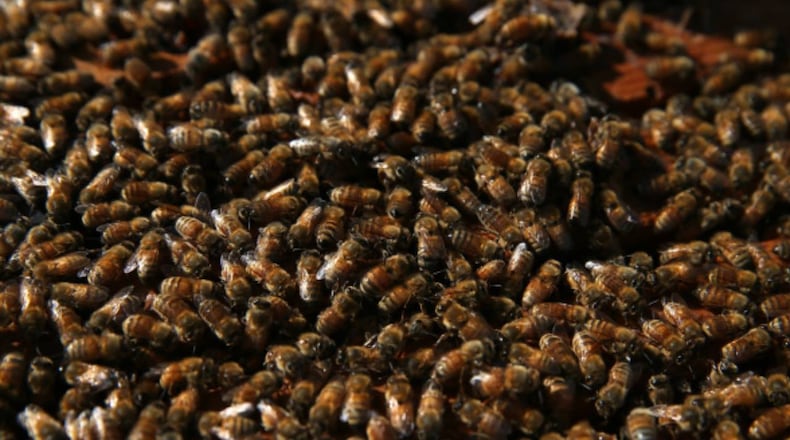 A swarm of bees disrupted the start of Monday's baseball game in Cincinnati.