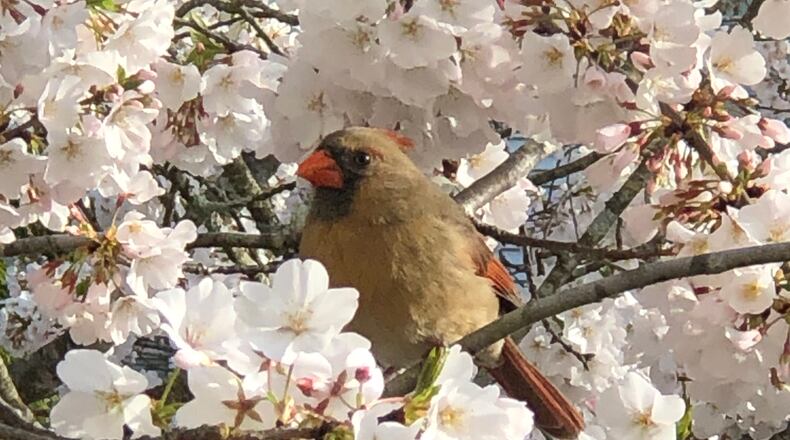 Pat Sachs shared this photo of a cardinal in Duluth.