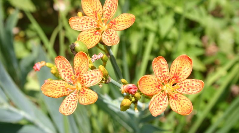 The bright flowers of blackberry lily are followed by pods filled with shiny black seed. PHOTO CREDIT: Walter Reeves