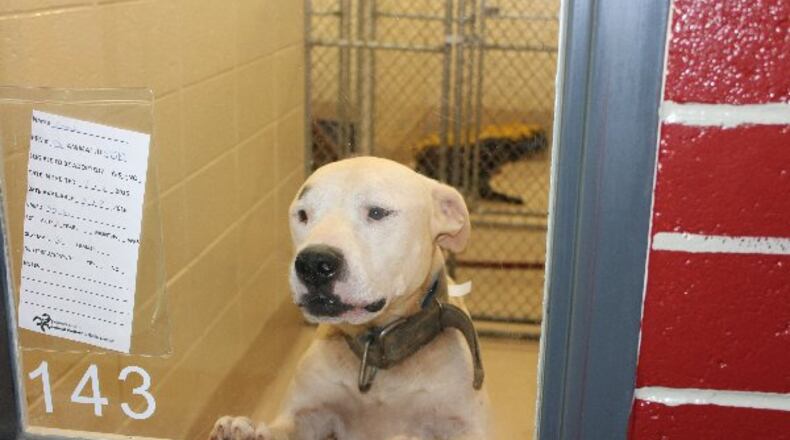 Photos courtesy of Gwinnett County Animal Shelter.