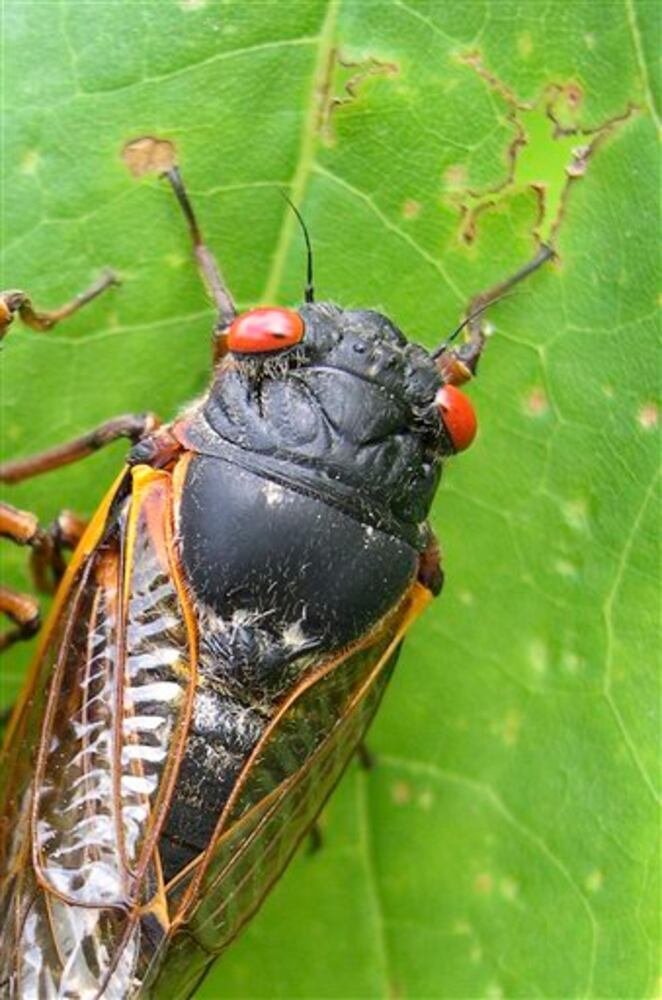 17-year cicadas