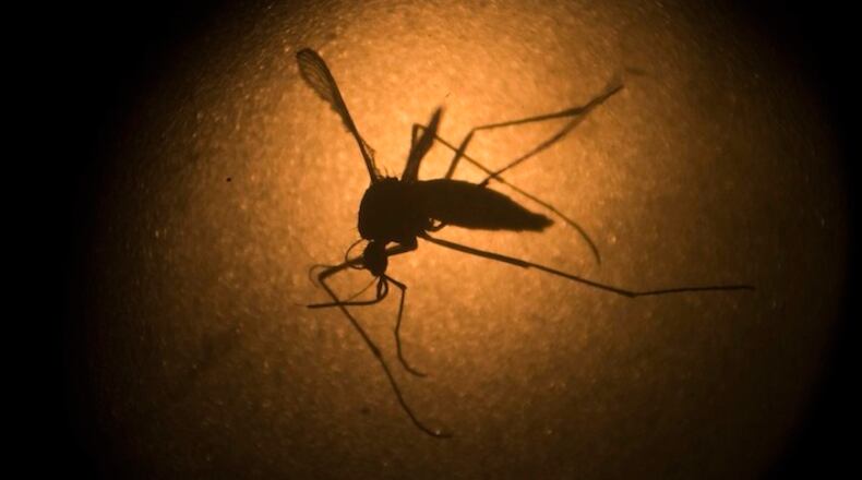 FILE - In this Jan. 27, 2016, file photo, an Aedes aegypti mosquito is photographed through a microscope at the Fiocruz institute in Recife, Pernambuco state, Brazil. The World Health Organization says women who live in areas where Zika is spreading should consider delaying pregnancy, since there's no other sure way to avoid the virus' devastating birth defects. The WHO stops short of advising couples to put pregnancy on hold, as some countries battling the outbreak have. Instead, WHO spokeswoman Nyka Alexander says on June 9, that men and women who live in outbreak areas should be given information about the risks of Zika and told that delaying pregnancy is an option. (AP Photo/Felipe Dana, File)