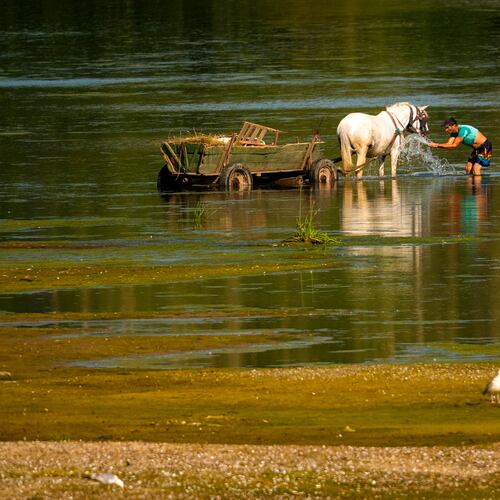 A man splashes water on a horse to cool it off next to a bank of sand on the Danube River, as usually submerged areas are exposed due to extreme low levels of the water following an extended period of drought in Roseti, Romania, Wednesday, July 29, 2026. (AP Photo/Andreea Alexandru)
