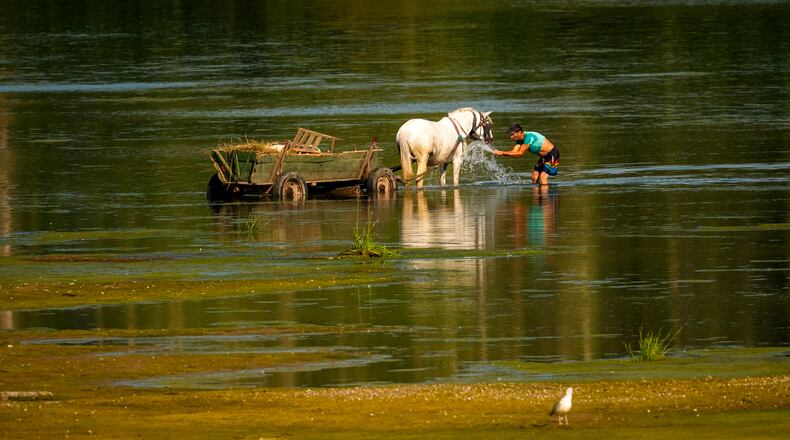 A man splashes water on a horse to cool it off next to a bank of sand on the Danube River, as usually submerged areas are exposed due to extreme low levels of the water following an extended period of drought in Roseti, Romania, Wednesday, July 29, 2026. (AP Photo/Andreea Alexandru)