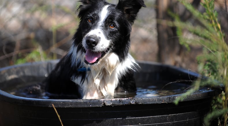 It won’t be a dog’s life for a Tennessee border collie (not pictured) whose owner recently died. (AJC file photo)