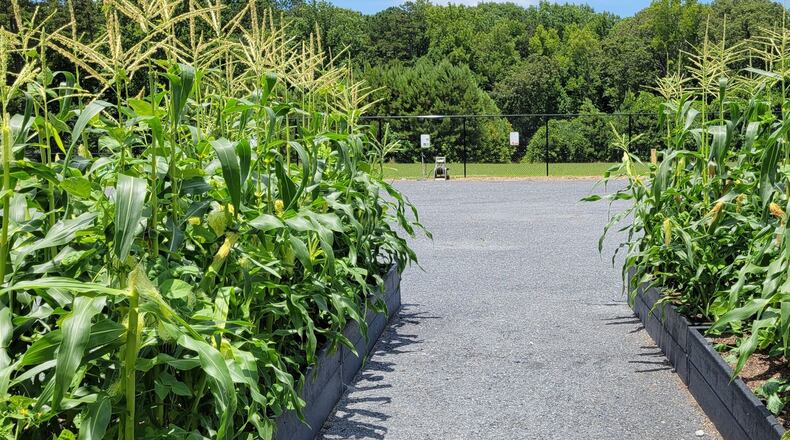 In partnership with Gwinnett Parks and Recreation, Live Healthy Gwinnett operates nine community gardens throughout Gwinnett. In June 2021, the Harvest Gwinnett team was able to donate more than 288 pounds of vegetables to community partners to help residents. (Courtesy Gwinnett County)