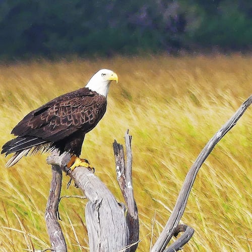 The bald eagle is Georgia's earliest nesting birds. Some pairs of eagles are tending chicks in nest by late December. (Photo by Charles Seabrook)