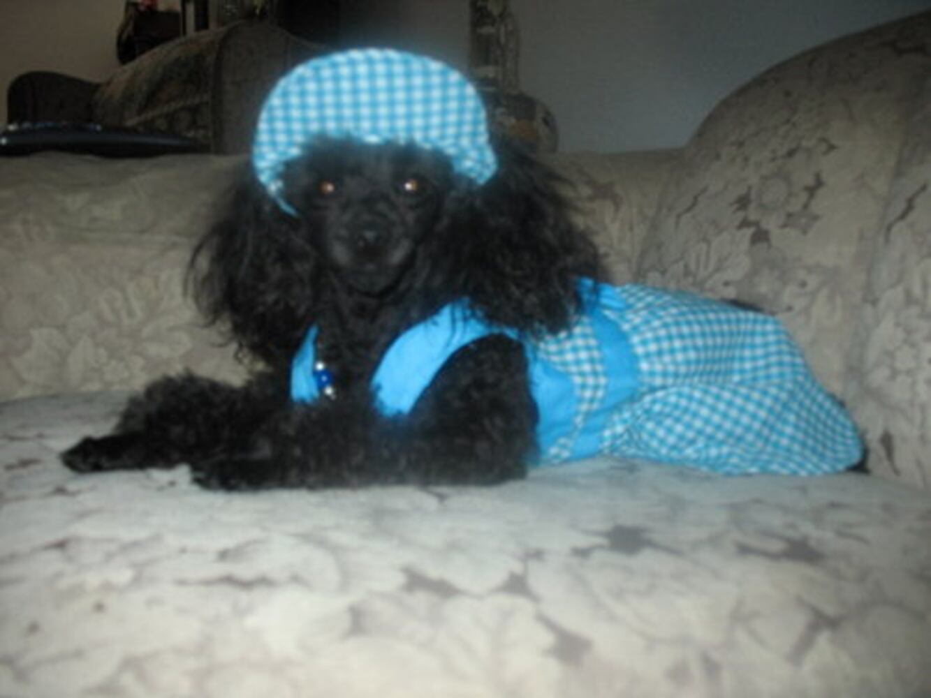Pampered poodles on parade