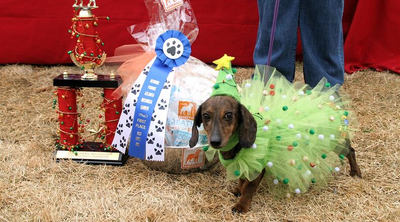 Peanut was chosen best in show in a past Reindog Parade. The parade is an annual cavalcade of canine fashion at the Atlanta Botanical Garden. Photo: Atlanta Botanical Garden