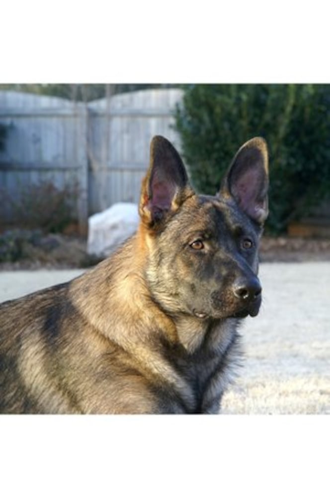Atlanta's Top Dogs: 3. German Shepherds
