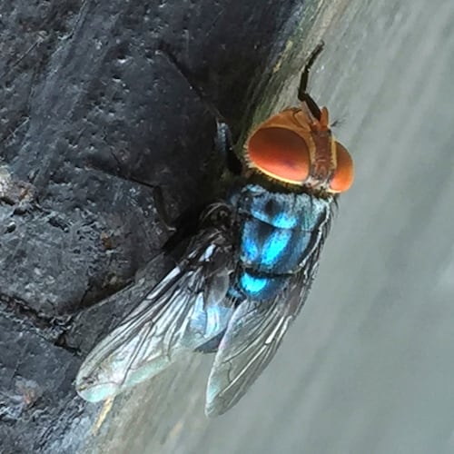 FILE - An adult New World screwworm fly sits in this undated photo. (Denise Bonilla/U.S. Department of Agriculture via AP)