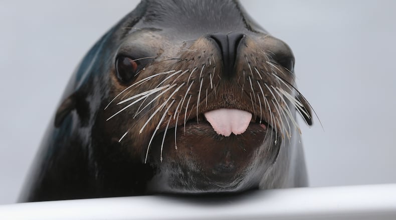 California sea lions range from the Pacific waters of Alaska, south to Mexico. They're known for their playfulness, intelligence, and noisy barking. Males can weigh up to 850 pounds and females about 220 pounds.