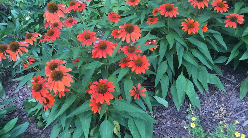 Newer cultivars of coneflower may not be as “perennial” as claimed. WALTER REEVES