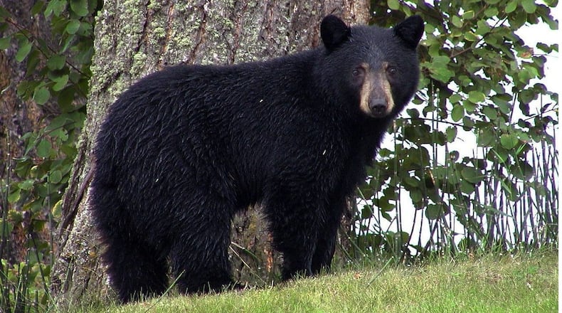 We don’t know for sure that this wasn’t the bear spotted outside Lake Windward Elementary, but it probably isn’t because this is file art of a random bear.
