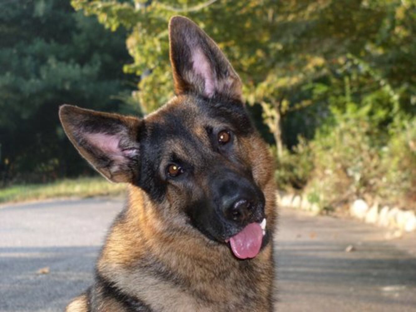 Atlanta's Top Dogs: 3. German Shepherds
