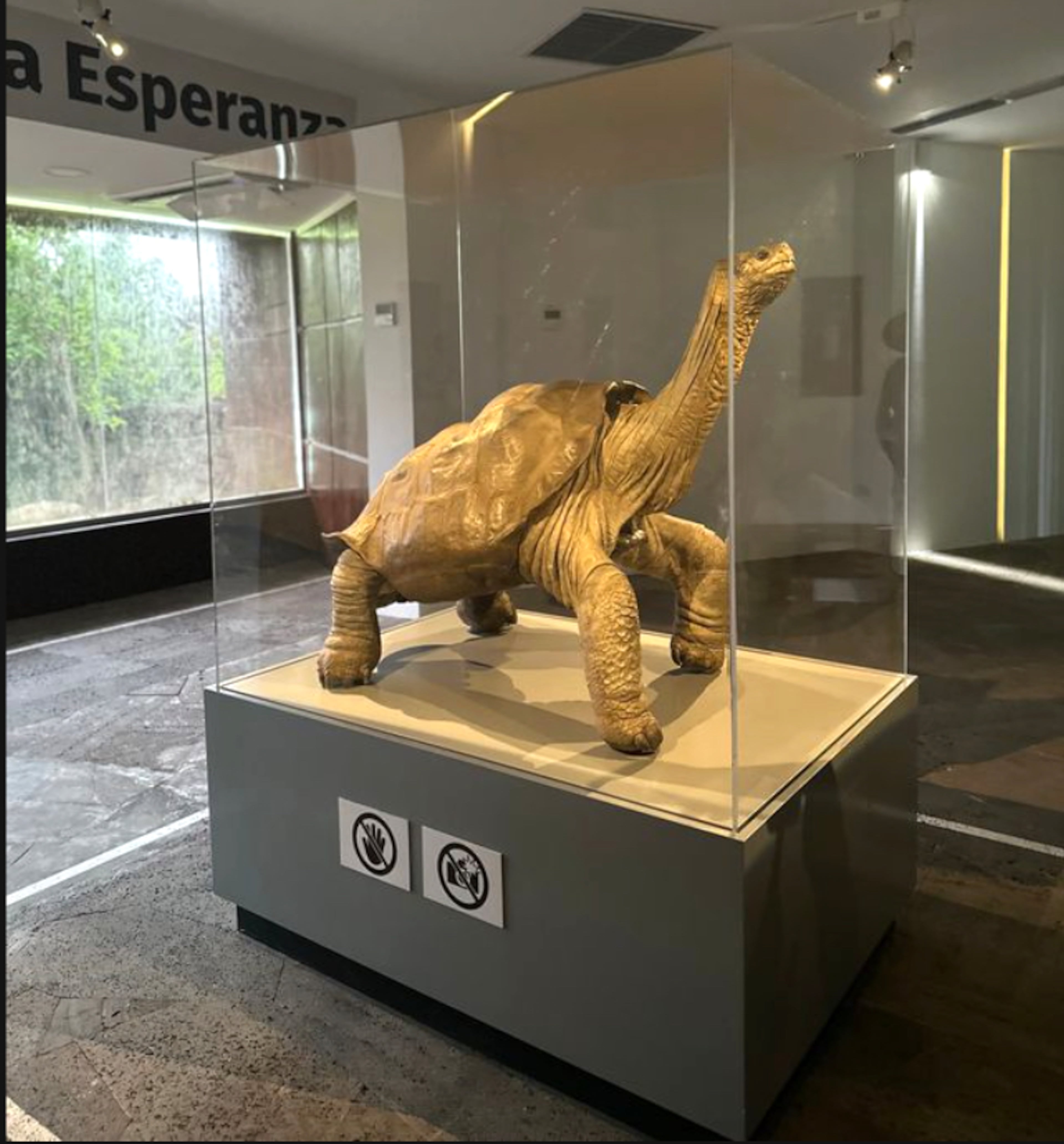 Lonesome George, the last Pinta Island subspecies for Galapagos giant tortoise, on display at the Charles Darwin Research Station in Ecuador.
(Courtesy/Nick Dauk)
