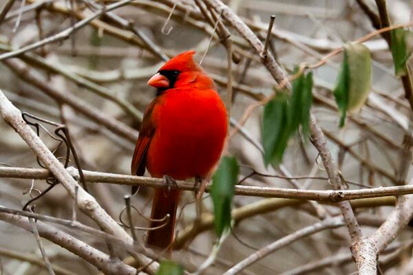 A cardinal at Legacy Park on Thursday, Dec. 18, 2025. (Miguel Martinez/ AJC)