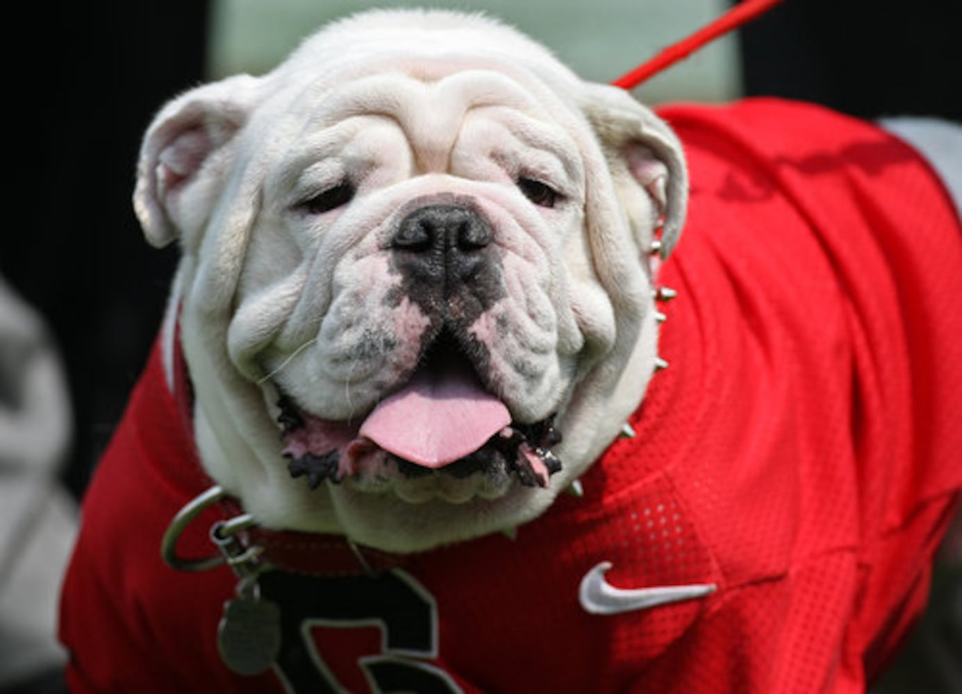 Georgia mascot Uga VII dies