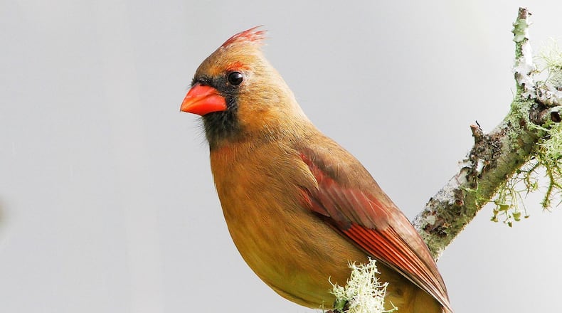 The female cardinal, like the one shown here, was thought to be one of only a few female songbirds that also sing. Researchers now know that females in at least 140 songbird species in North America sing — including 40 species in Georgia. (Photo: Craig ONeal /Creative Commons/Wikipedia)