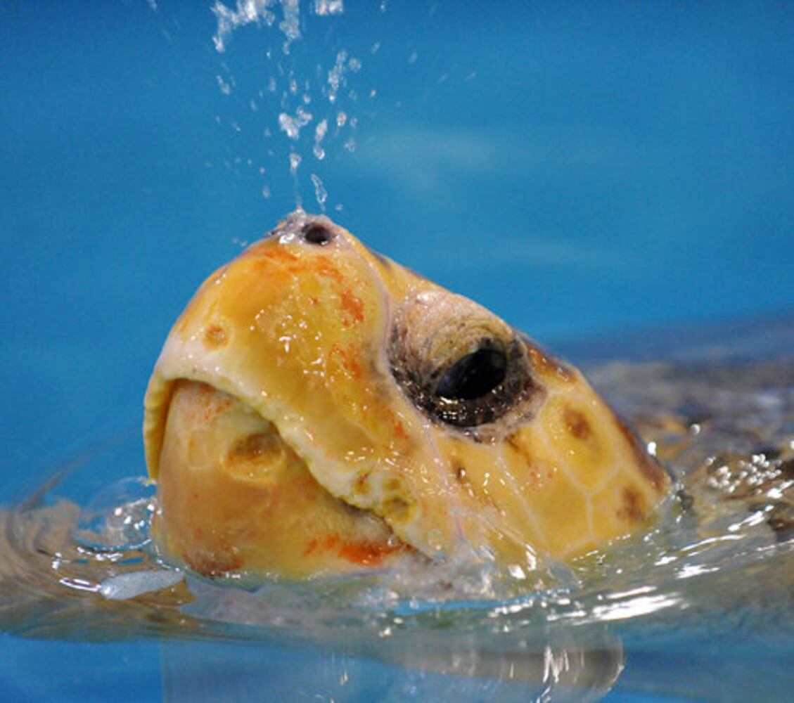 Sea turtles rehab at Georgia Aquarium