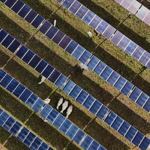Cattle graze under solar panels Tuesday, April 28, 2026, at a farm in Christiana, Tenn. (AP Photo/Joshua A. Bickel)