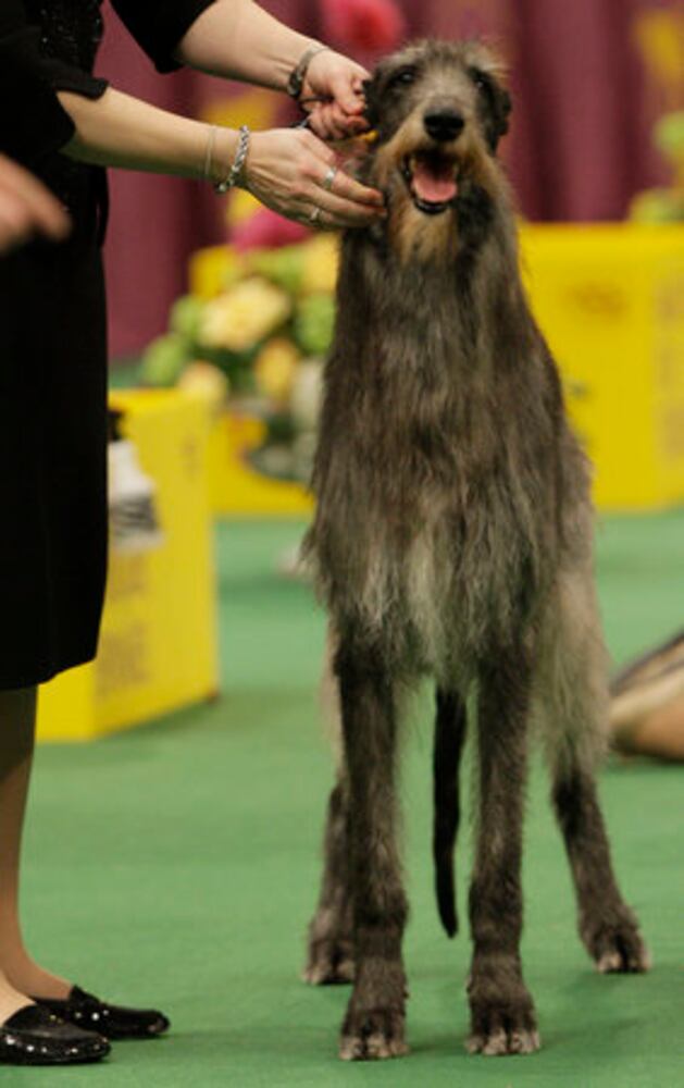 Westminster Dog Show