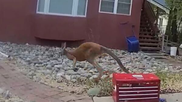 This still image from video provided by the Durango Police Department shows Irwin the pet kangaroo is seen on the loose Monday, March 19, 2025, in Durango, Colo. (Durango Police Department via AP)