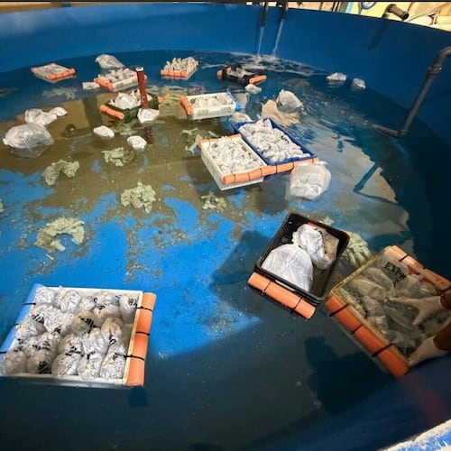 Marine animals are seen at Fundacion Temaiken after Argentine authorities seized more than 700 trafficked species from Kenya during a major wildlife-trafficking bust at Buenos Aires' Ezeiza International Airport in Escobar, Bueno Aires, Argentina, Thursday, May 14, 2026. (Fundacion Temaiken via AP)
