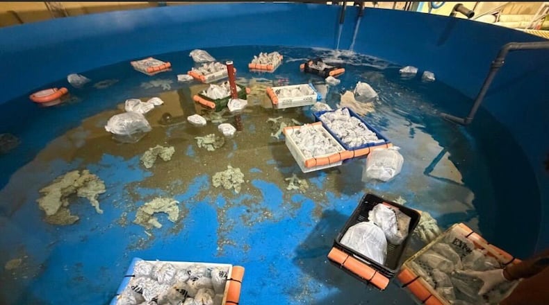 Marine animals are seen at Fundacion Temaiken after Argentine authorities seized more than 700 trafficked species from Kenya during a major wildlife-trafficking bust at Buenos Aires' Ezeiza International Airport in Escobar, Bueno Aires, Argentina, Thursday, May 14, 2026. (Fundacion Temaiken via AP)