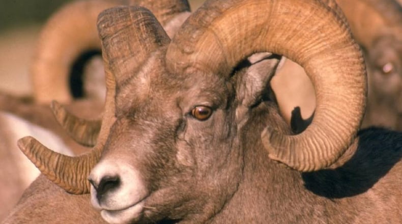 A Rocky Mountain bighorn ram turned out to be a world record-holder for a South Dakota man.
