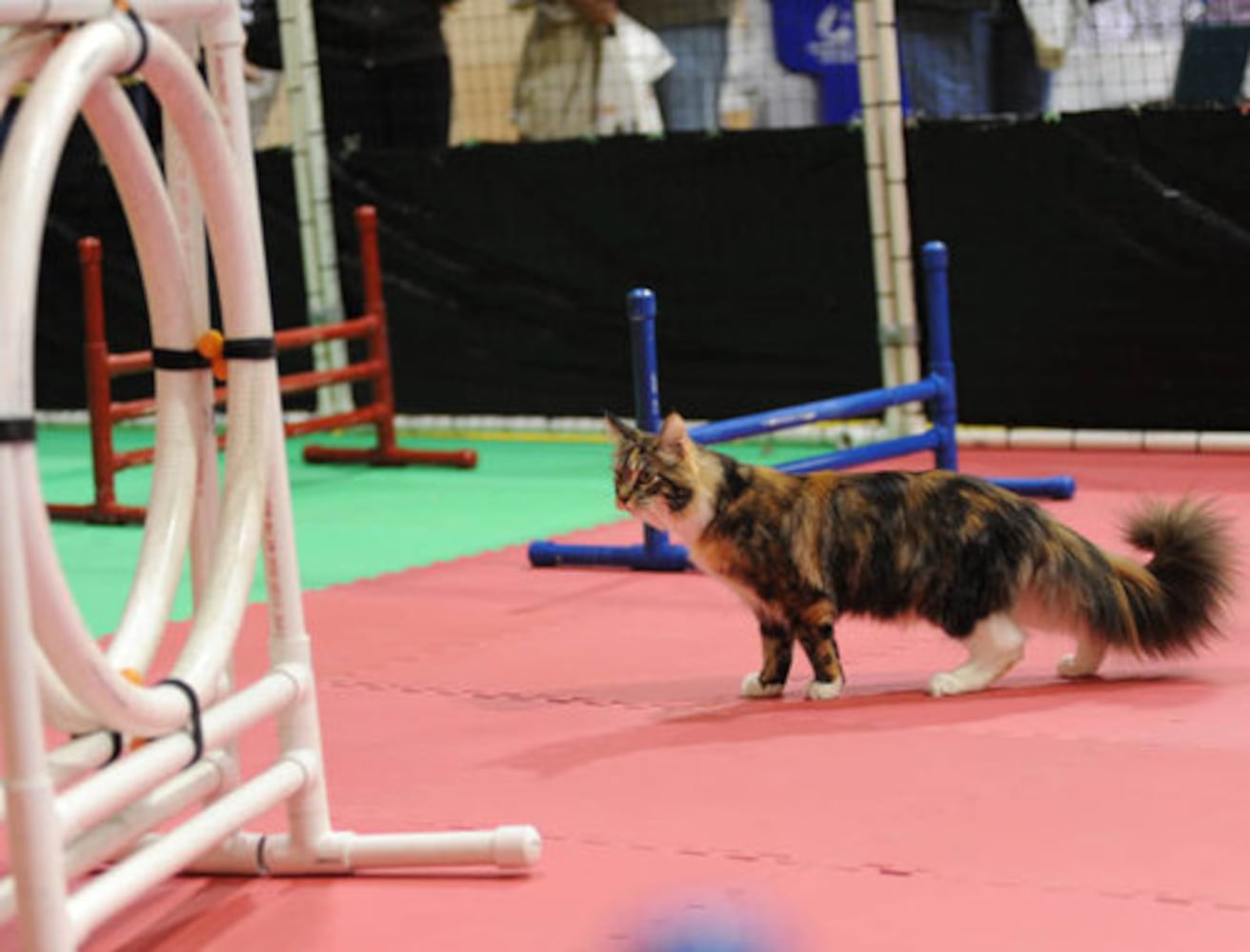 Cotton States Cat Club CFA Championship