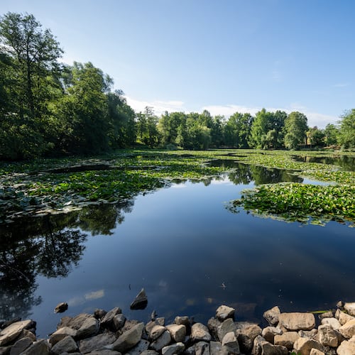 Water lilies form small islands on Mattheiser Pond. where the water level has dropped and the shoreline is nearly dry following several days of prolonged dry weather, in Trier, Germany, Thursday, Aug. 6, 2026. (Harald Tittel/dpa via AP)