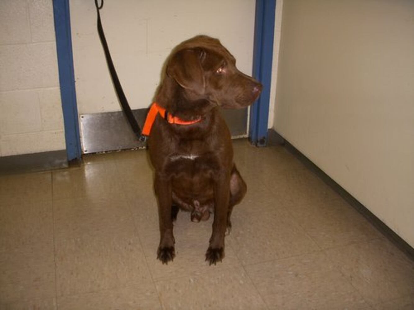 Atlanta's Top Dogs: Labrador Retrievers