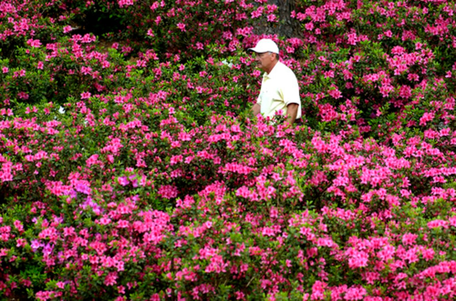 You know it's spring in Georgia when the azaleas bloom