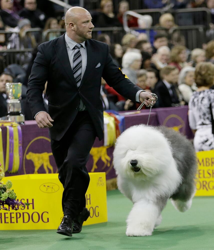 Old English sheepdog